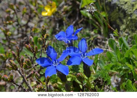Gentiana verna flowers on alpine meadow. Close-up.