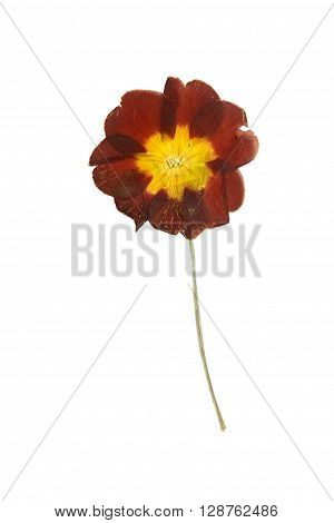 Pressed and dried maroon primrose flowers - primula polyanthus. Isolated on white background