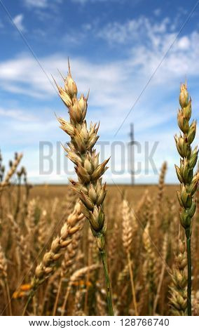 Close-up of ears of  wheat spelt on blue cloudy sky background