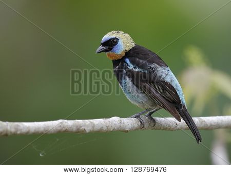 Male Golden-hooded Tanager - Panama