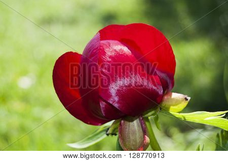 Beautiful peony flower in the garden. closeup