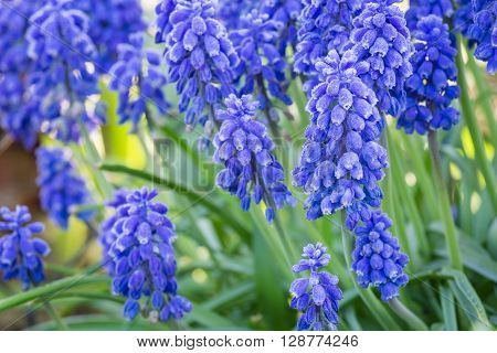 close up of blue spring flowers muscari neglectum