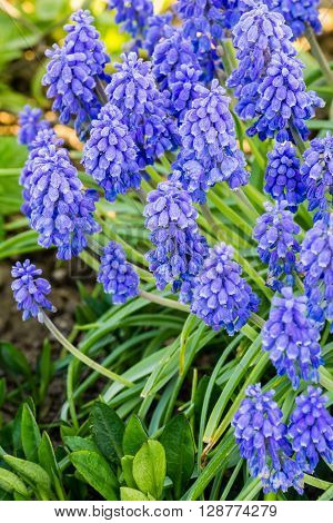 close up of blue spring flowers muscari neglectum