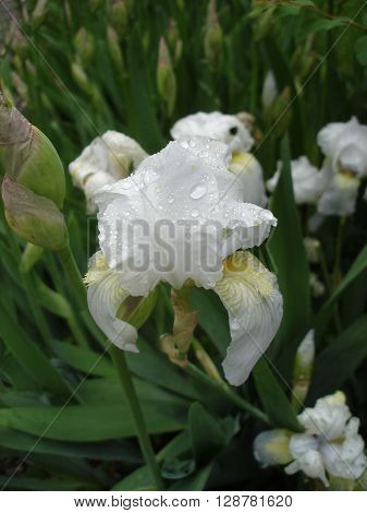 Iris germanica white buds and flower on a rainy day.