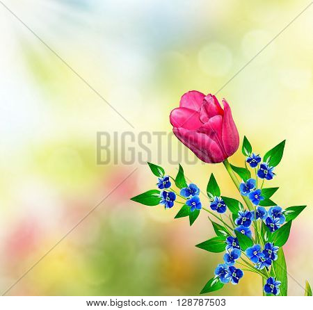 Spring landscape. beautiful spring flowers tulip. blooming