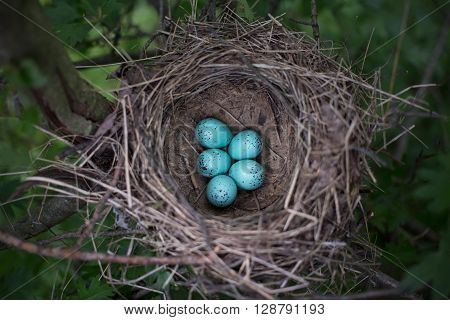 Bird's nest in their natural habitata sunny day.