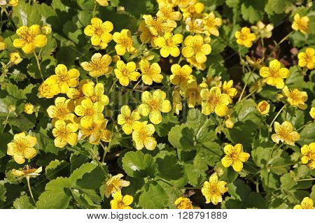Waldsteinia which is also known as barren strawberry is a compact plant grown primarily as a ground cover.