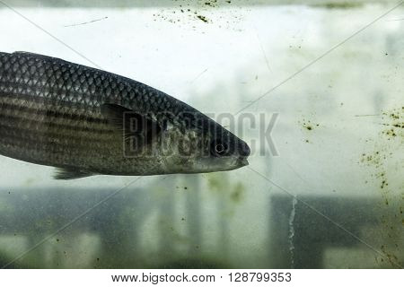 Closeup shot of live sea bass swimming in a fishpond