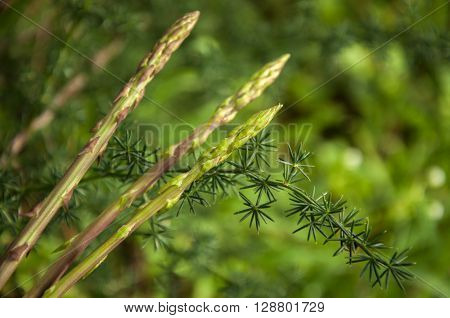 Wild Asparagus (Asparagus officinalis) plant in the forest