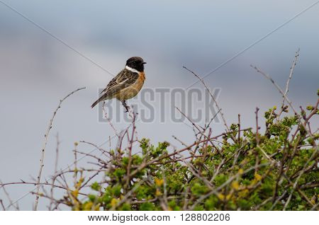 Stonechat (Saxicola torquata) male perched on bush against blue sky. Bird in the family Turdidae calling from perch on low vegetation showing black head and white collar