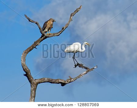 Red Shouldered Hawk looking at squawking Great Egret