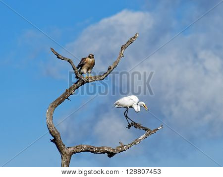 Red Shouldered Hawk perched on dead tree with Squawking Great Egret