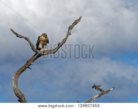 Red Shouldered Hawk perched on dead tree squawking with beak wide open