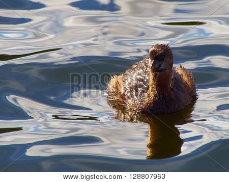 Pied-billed Grebe in rippled water of Florida Wetlands