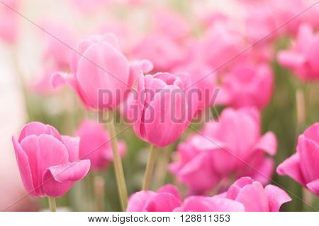 The pink tulip use for background close up
