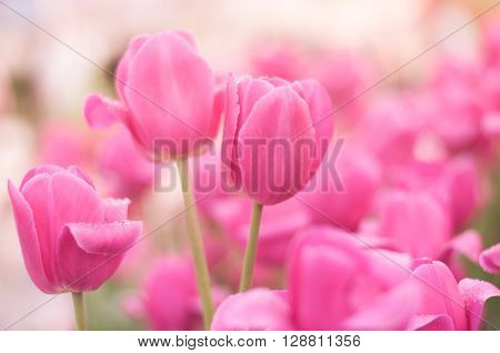 The pink tulip use for background close up