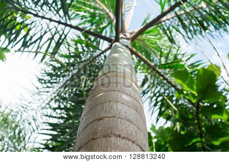 Palm Tree from Below Facing upward with leaves