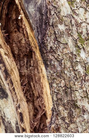 Bark Of Tree Texture