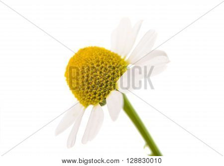 Medical Chamomile isolated on white backgroundr, fragment, fresh,