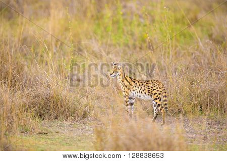 Serval in the wild looking after prey in Serengeti Tanzania, Africa. Leptailurus serval standing in the grass a hot day.