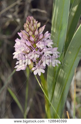 Pyramidal Orchid - Anacamptis pyramdalis Pale flowered form