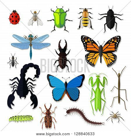 Set of various insects design flat. Bug and butterfly, ant and bee, spider and fly, ladybug and dragonfly, grasshopper wildlife, creature cockroach isolated on white background. Vector illustration