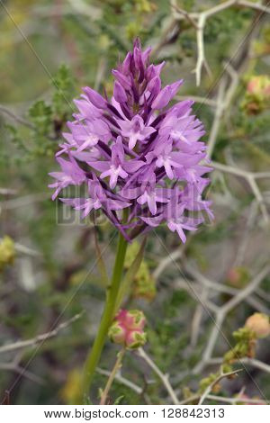 Pyramidal Orchid - Anacamptis pyramdalis with background of Spiny Burnet - Sarcopoterium spinosum