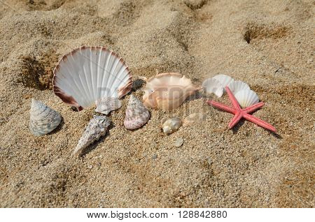 Red starfish and pile of seashells on sandy beach