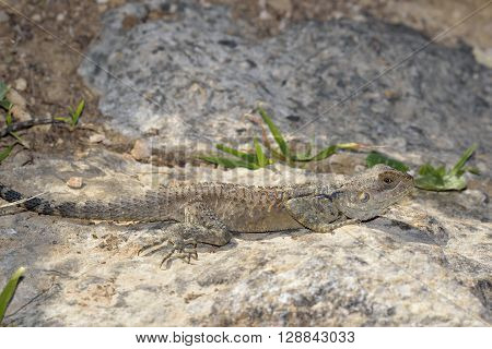 Starred Agama - Laudakia stellio Lizard on a rock