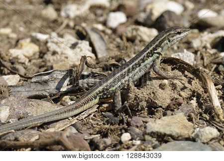 Snake-eyed Lacertid - Ophisops elegans Common Lizard in Cyprus
