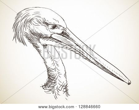 Sketch of pelican's head Hand drawn illustration