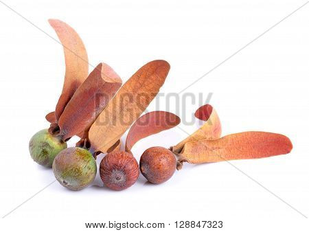 Dipterocarpus Alatus Flower isolated on a white background