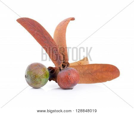 Dipterocarpus Alatus Flower isolated on a white background