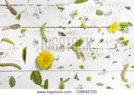 Flowers and buds of trees on a wooden surface. Spring background