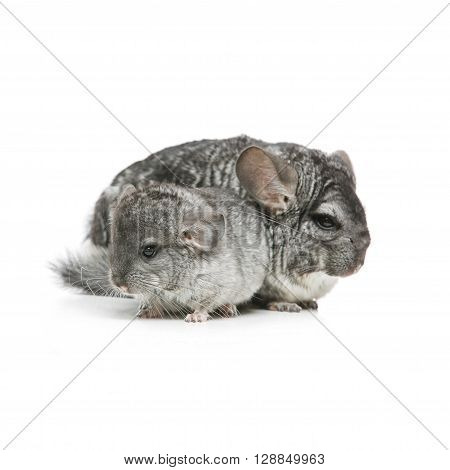Chinchilla mother with baby sitting isolated over white background. Copy space.