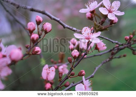 Rosa Knospen und Blüten an einem Baum