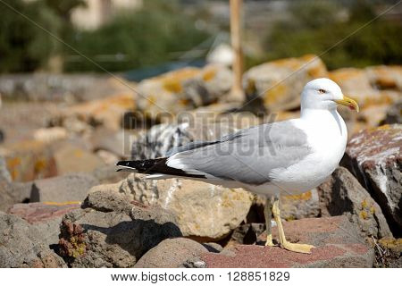 Yellow-legged gull.Yellow- Legged Sea Gull Standing On A Rock
