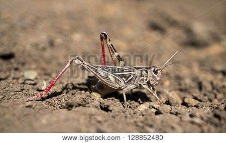 A locust is ovipositing eggs into the soil.