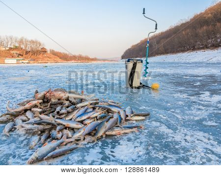 Catch fisherman fish on ice. Winter fishing caught a fish on the ice. A lot of fish on ice