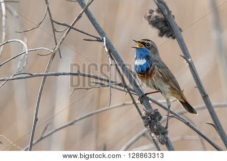 Bluethroat ( Luscinia svecica ) is sitting on reed
