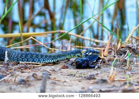 Grass snake (Natrix natrix) is eating its prey