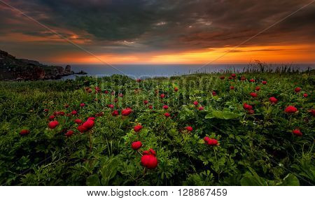 Beautiful field of rock peonies! Red peonies!