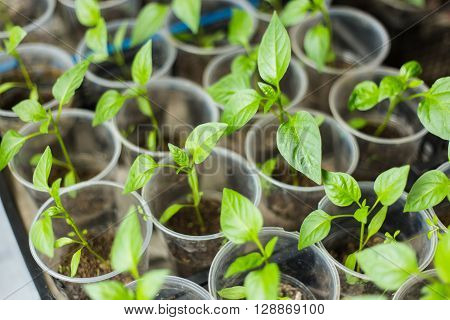 Pots of pepper seedlings, standing near window