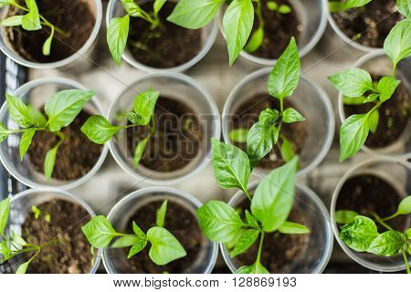 Pepper seedlings growing in a pots for planting in the garden