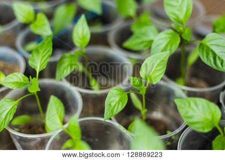 Pots of pepper seedlings, standing near window