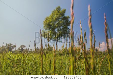 Beautiful landscape with meadow and lonely tree in the sunlight, Savica lakes, Zagreb, Croatia, warm filter applied