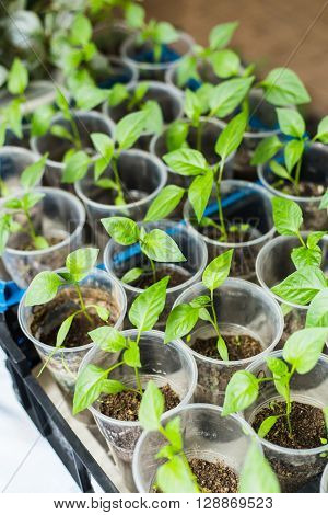 Pepper seedlings growing in a pots for planting in the garden