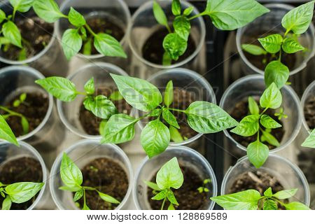 Pepper seedlings growing in pots - selective focus