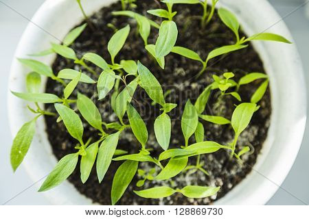 Sprouting tomato seedlings near window  in white pot