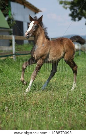 Amazing Foal Moving Alone On Pasturage